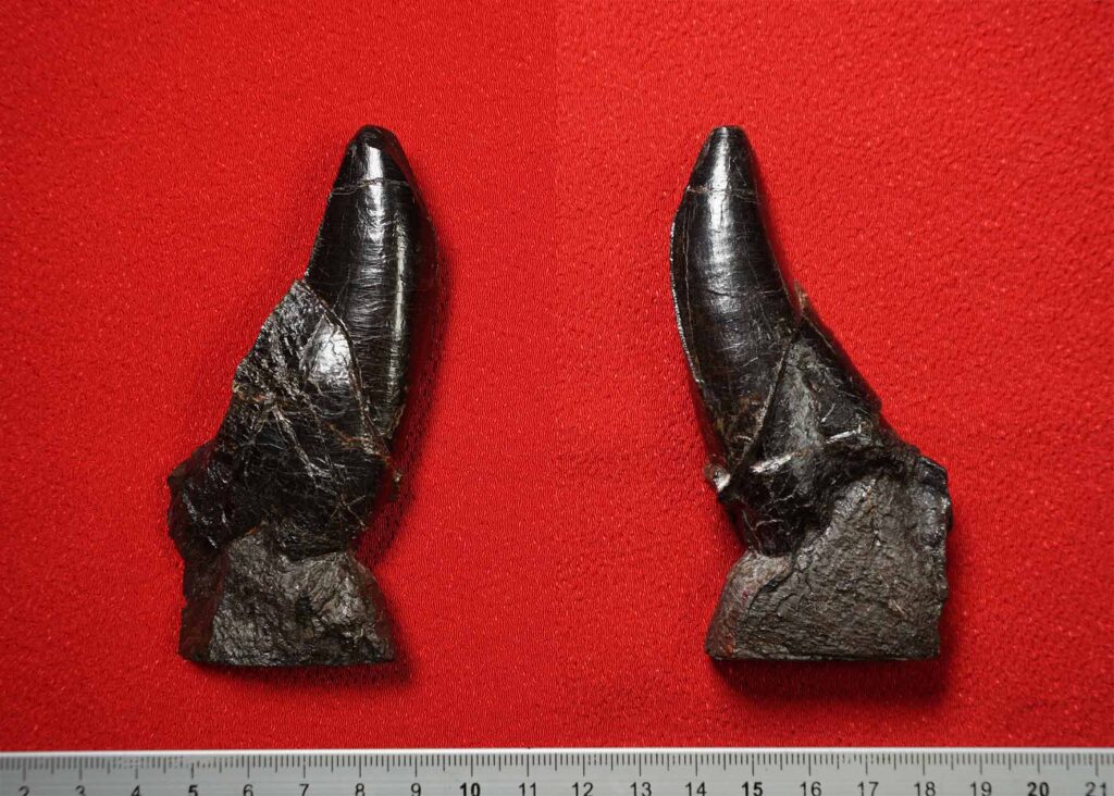 本物】ティラノサウルスの歯の化石 - その他